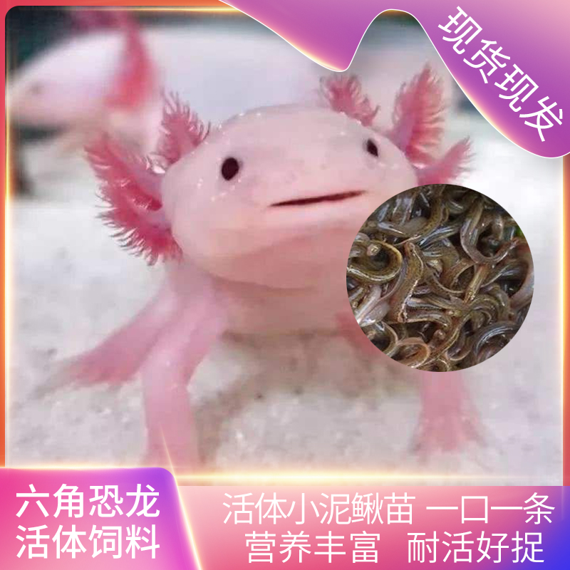台湾小泥鳅银龙金龙地图鱼乌龟新鲜幼苗六角恐龙角蛙肉食鱼营养高