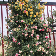 超达花卉藤本月季花苗爬藤植物庭院阳台大花浓香玫瑰盆栽花卉蔷薇