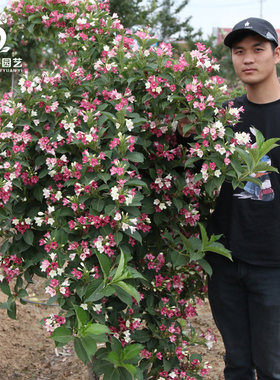 五彩锦带花树盆栽锦带苗别墅庭院耐寒大型风景树五彩锦带树苗花卉