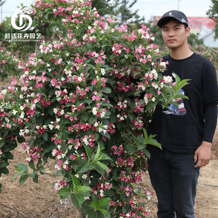 五彩锦带花树盆栽锦带苗别墅庭院耐寒大型风景树五彩锦带树苗花卉