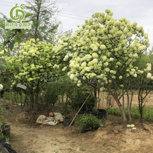 超达花卉中华绣球木本植物庭院