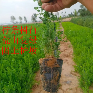 柠条树苗鸡锦儿胡枝子树苗耐寒耐旱木绿化工程荒山复绿护坡固土