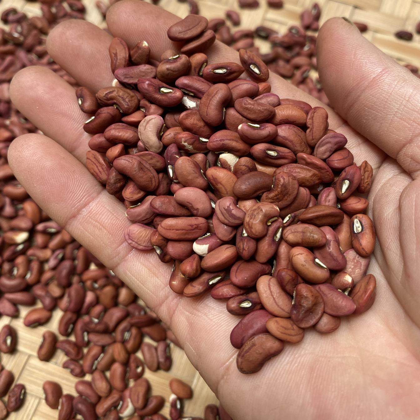 湖南八月豆红饭豆农家自产红眉豆红豆长豆角米种子豇豆包粽子煮粥