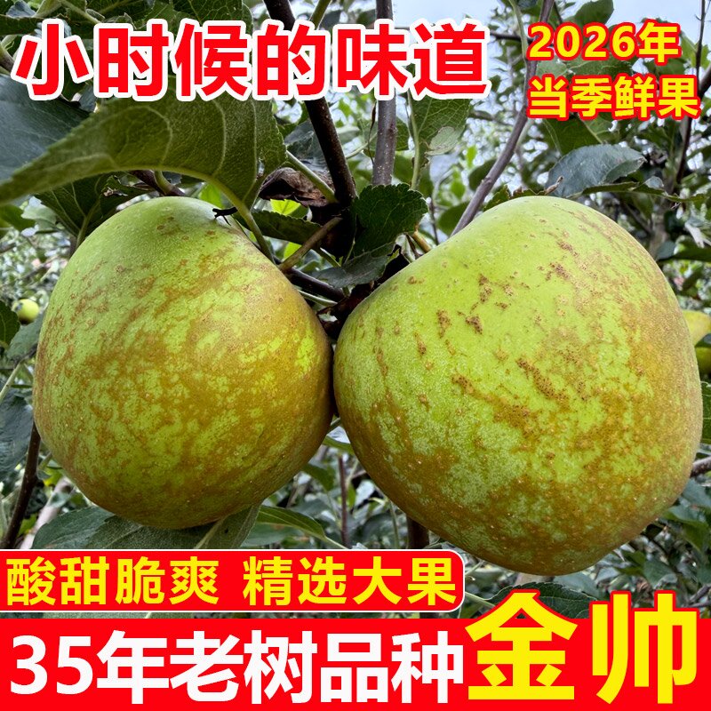 云南昭通酸甜青苹果现摘现发