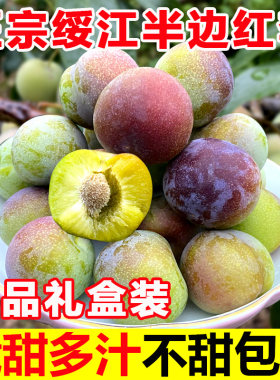 绥江半边红脱骨李子脆李子5斤