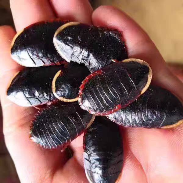 中药材金边土鳖虫250g新货土别非中华土元地乌龟金边土元地鳖粉,传统滋补营养品,其他药食同源食品,淘宝优惠券,粉丝福利购,淘宝优惠卷