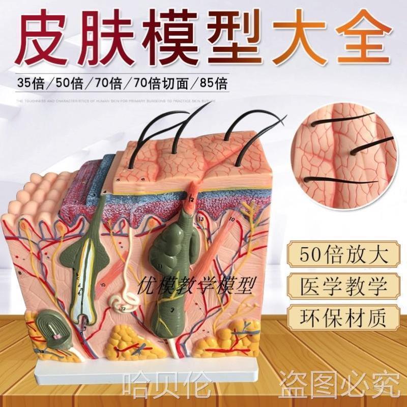 人体皮肤结构解剖模型组织层次放大皮肤构造具微整形演示美容厂家