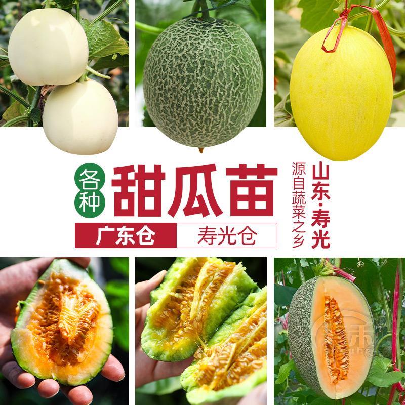 瓜种大全四季甜瓜种籽种子苗秧绿宝羊角蜜香瓜哈密瓜孑各种菜子种