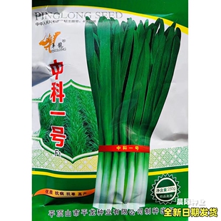 中科一号韭菜种子春秋季露地大棚高产耐寒抗病白根韭菜种籽种孑