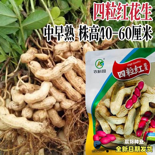四粒红花生种子春秋高产红皮花生种孑农家四季种植榨油花生籽春夏