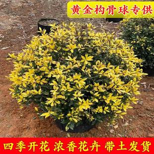 常绿树苗 花镜植物黄金构骨球庭院绿植灌木观叶绿植耐寒耐热四季