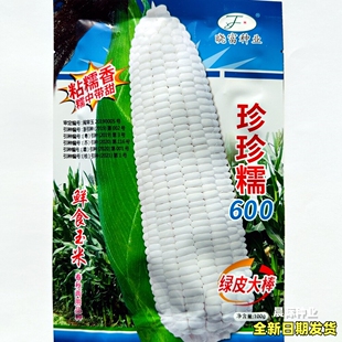 珍珍糯600白甜糯玉米种籽鲜食绿大棒甜加糯包谷种子春秋季播