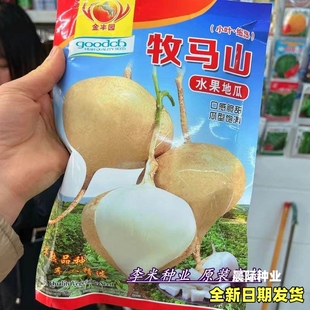 地瓜种子奶油水果地瓜沙葛凉薯土瓜春夏播四季种籽蔬菜种孑