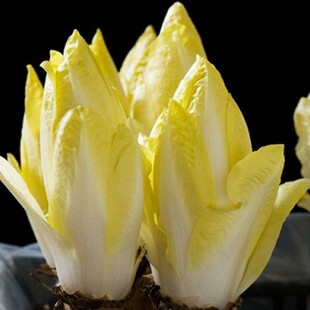 家庭盆栽苗阳台素菜食用红苣菊蔬 春秋播软化菊苣种子种籽孑根四季