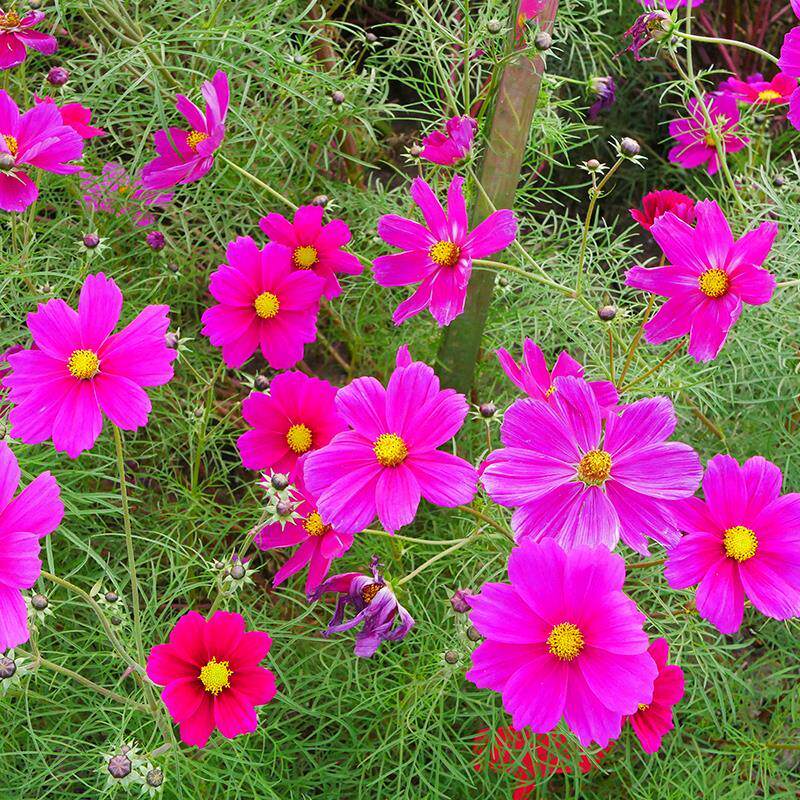 波斯菊花种子单瓣混色种籽花籽花卉花种籽子一年四季播种都开花