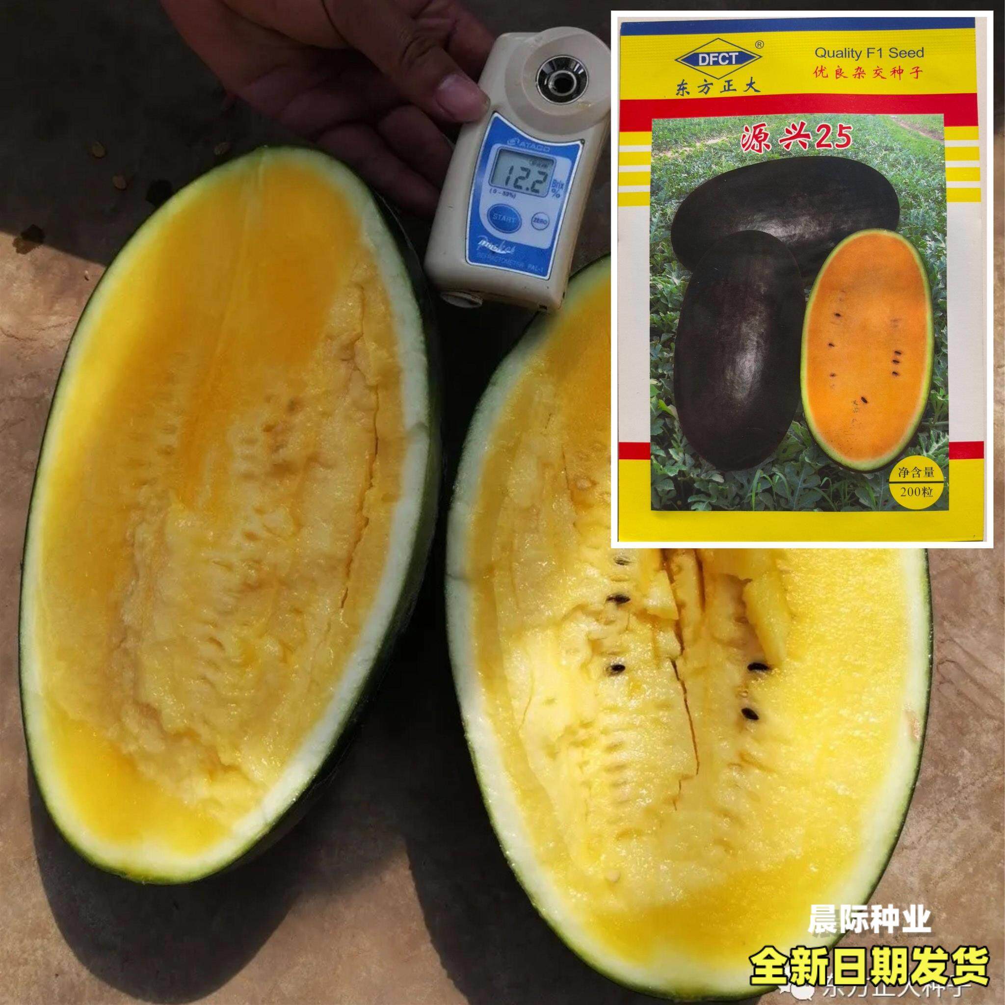 源兴25号黑皮黄美人西瓜早熟高家庭园艺种子