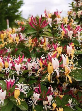 居家浓香 耐寒红色 金银 花 攀援 爬藤 净化空气