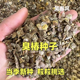 新采臭椿树林木种子臭椿种子乔木 造林树苗籽 红油香椿种子包邮