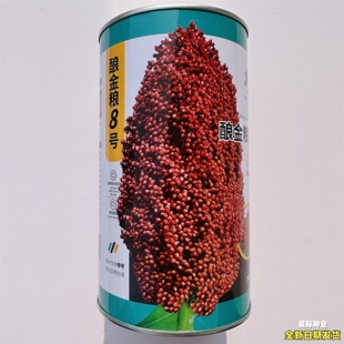 酿金梁8号高产抗病高粱种子农家菜园基地大田基地种植高粱种子籽