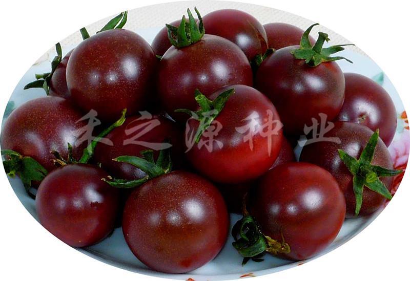 黑珍珠黑番茄种子寿光蔬菜紫番茄籽苗水果四季盆西红柿四季盆栽籽