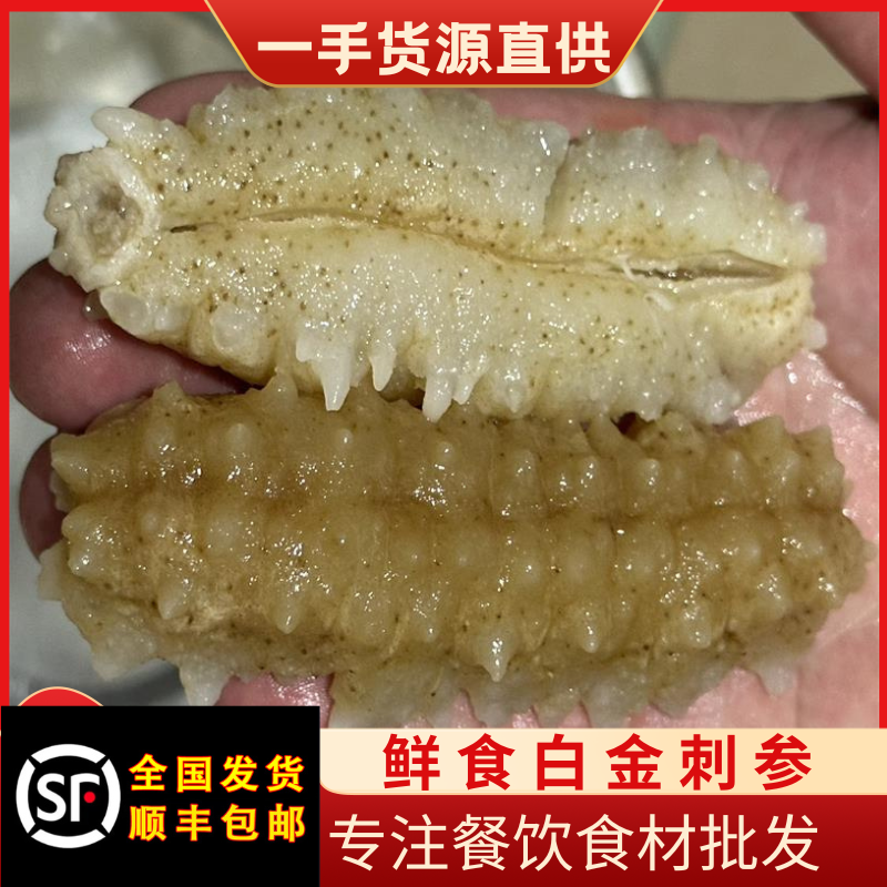 顺丰包邮水发鲜食淡干白金刺参黄玉参刺黄参黄金海参非方刺参辽参