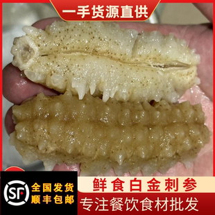 顺丰包邮水发鲜食淡干白金刺参黄玉参刺黄参黄金海参非方刺参辽参
