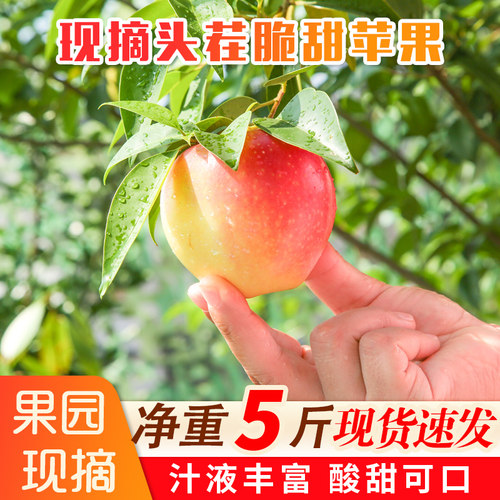 山东新鲜水果当季现摘脆甜丑苹果美八非红富士平果整箱5整箱包邮