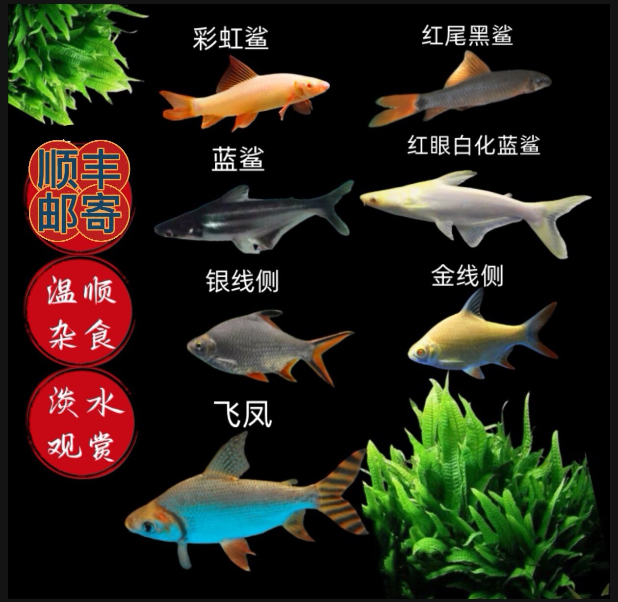 粉彩鲨鱼金线侧鲫鱼银鲨蓝鲨鱼飞凤鱼温顺龙鱼混养观赏鱼