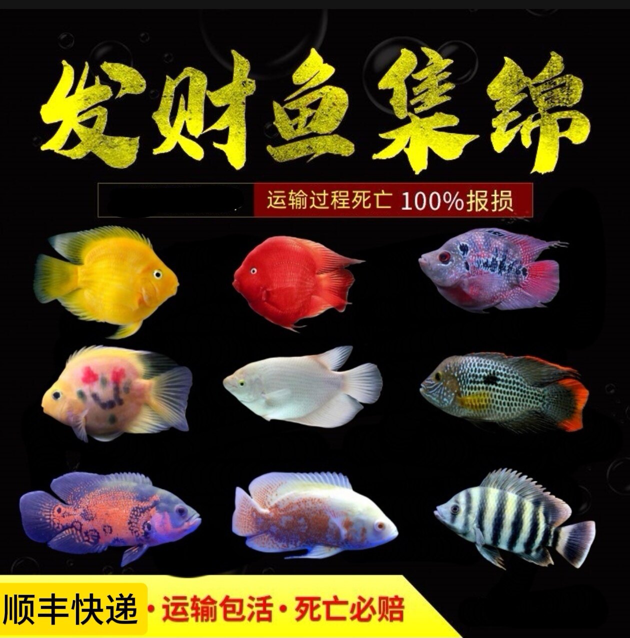 财神鹦鹉鱼发财鱼红元宝鱼招财鱼十间鱼红尾皇冠鱼地图鱼