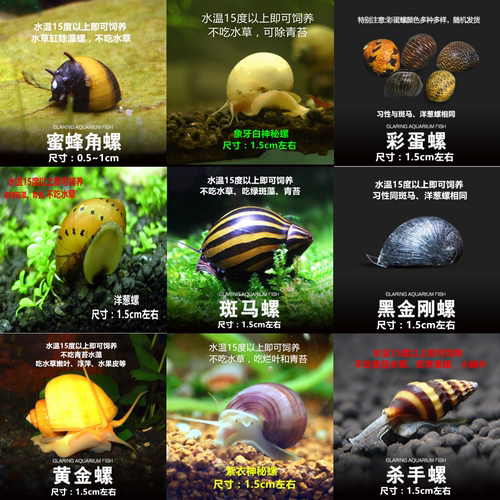 水草缸除藻除苔观赏螺黄金螺紫衣神秘螺斑马洋葱螺杀手螺蜜蜂角螺