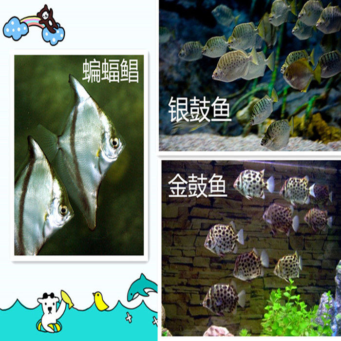 金古金鼓鱼银古银鼓鱼蝙蝠鲳鱼黄鳍鲳鱼大眼鲳观赏鱼安娜水族