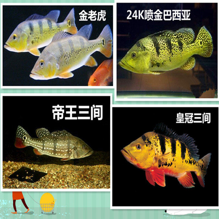 金老虎鱼皇冠三间鱼帝王三间虫纹喷金巴西亚鱼红老虎鱼