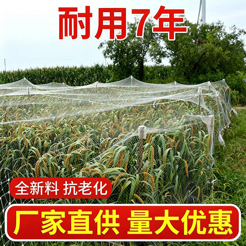 尼龙网果园牛老师防鸟网全新料