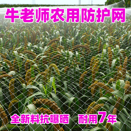 尼龙网果园牛老师防鸟网全新料
