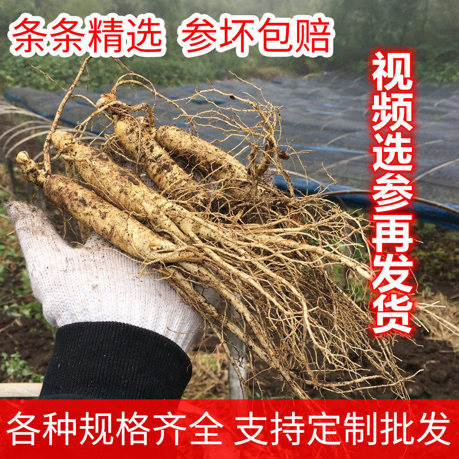 东北长白山特产新鲜带土人参苗盆栽带芽孢易活小鲜参泡茶泡酒煲汤