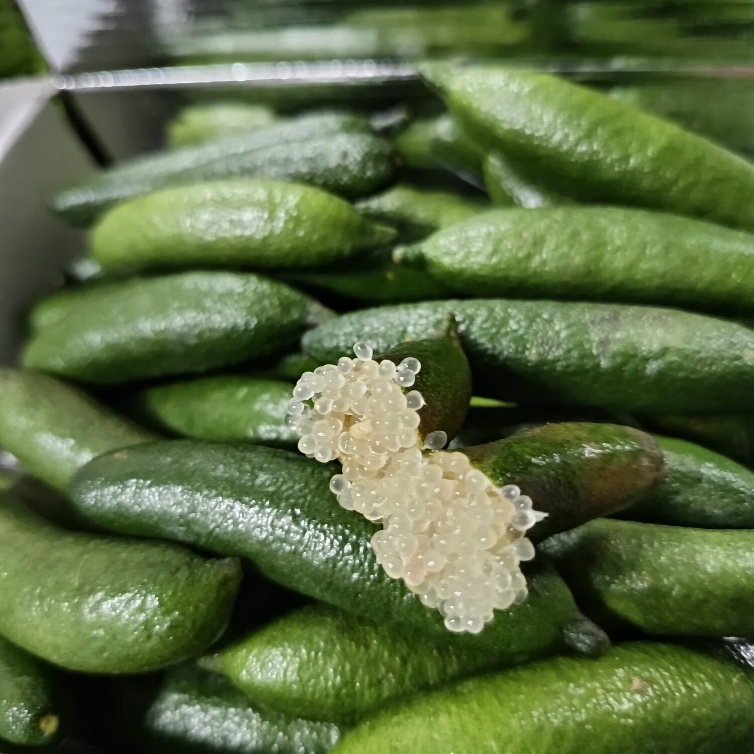 指橙手指柠檬白色绿色皮青的柠檬顺丰包邮