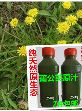 新鲜蒲公英野生全棵婆婆丁