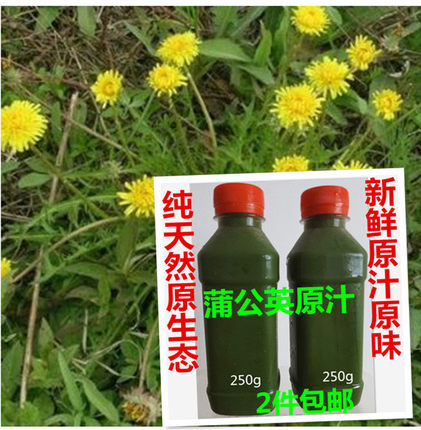新鲜蒲公英汁黄花苗 婆婆丁全棵四鲜汤食材凉茶