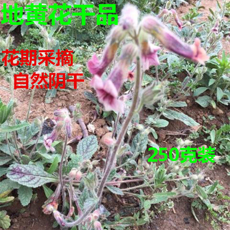中药材干地黄花生地花地髓花干品
