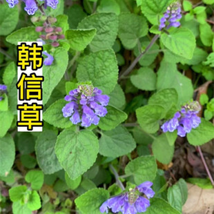 新鲜韩信草中药材 新鲜 耳挖草 大力草 金茶匙顺经草虎咬癀向天盏
