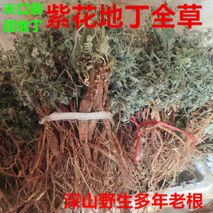 新鲜紫花地丁甜地丁 米口袋全草正宗萝卜地丁种苗