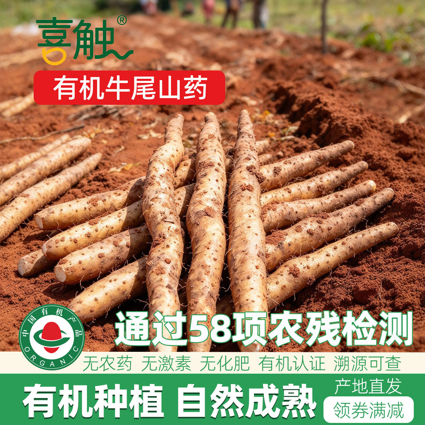 云南有机牛尾山药当季新鲜现挖