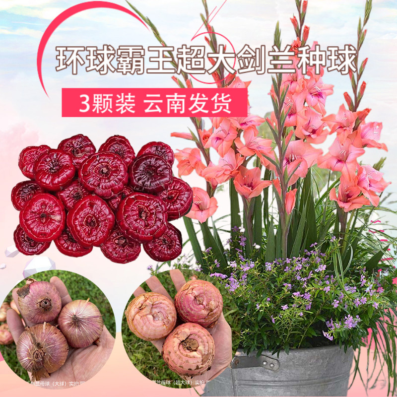 3颗装特大超大进口剑兰唐菖蒲种球云南发货