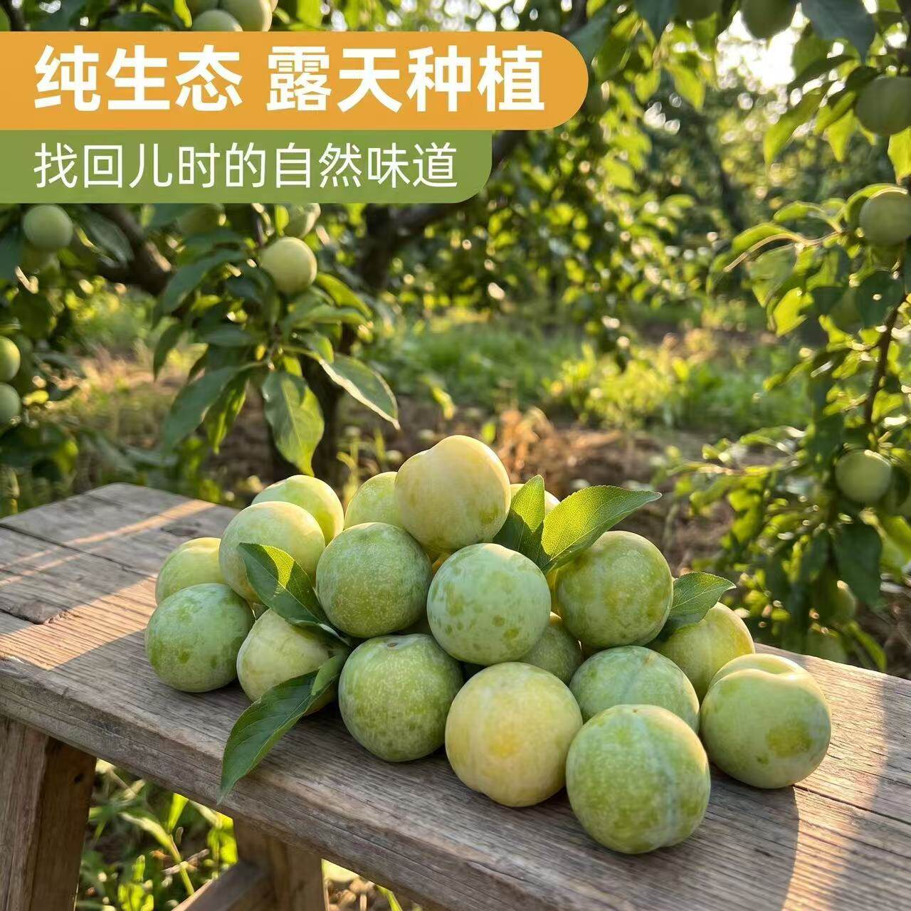 顺丰包邮云南高山青脆李新鲜水果脆甜多汁应季精选大果5斤现摘