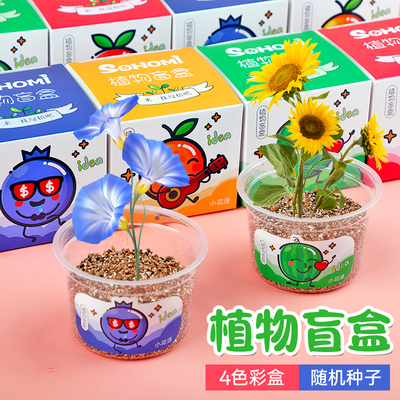 植物盲盒小盆栽室内桌面好养绿植