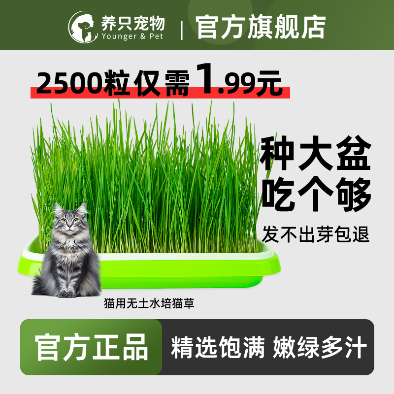养只宠物兔草种子猫草自种