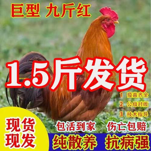 1.5斤九斤红公鸡农家散养土公鸡