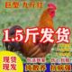 纯种巨型九斤红公鸡活苗正宗红玉380小鸡活苗K9阉公鸡散养脱温鸡