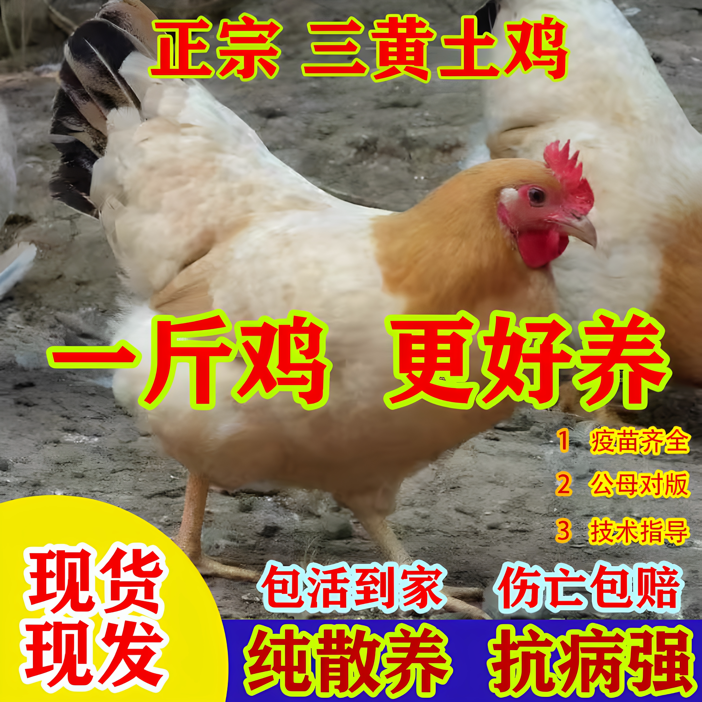 三黄母鸡1斤活苗体小鸡仔苗批发