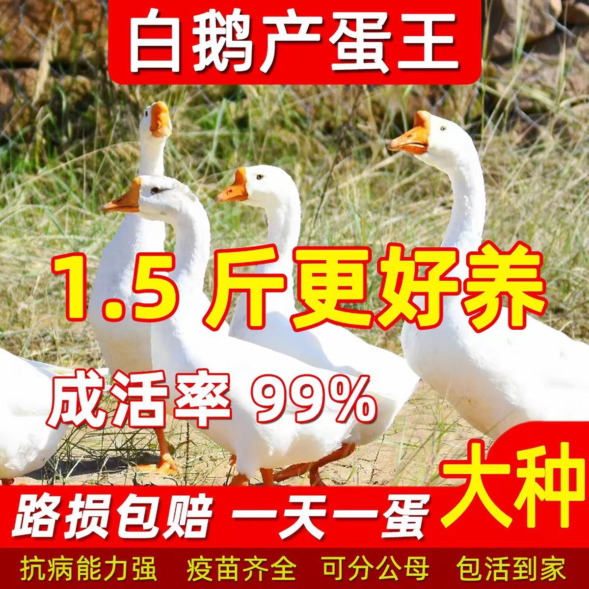纯种小鹅苗白鹅脱温正宗散养鹅苗图片